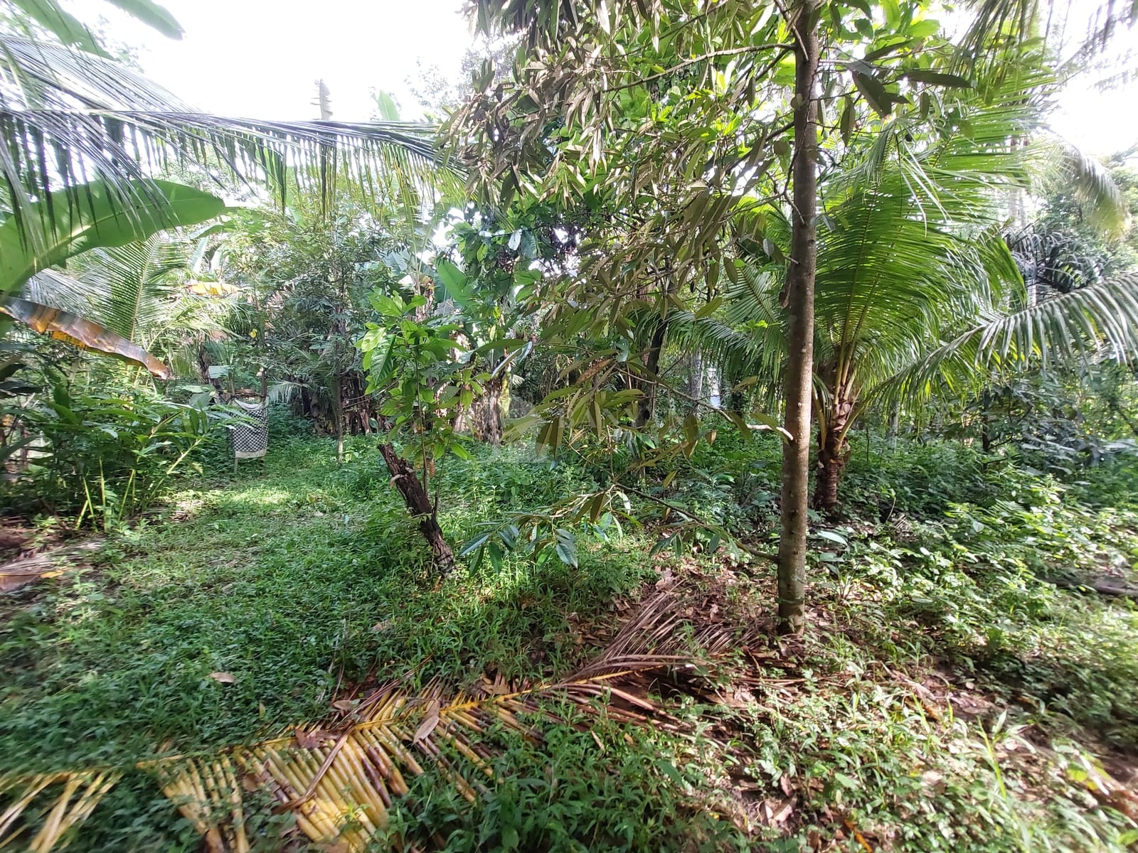 15 are Singakerta Warung Tipat - Flexible 15 Are Land for Leasehold in Singakerta — photo 4 of 5