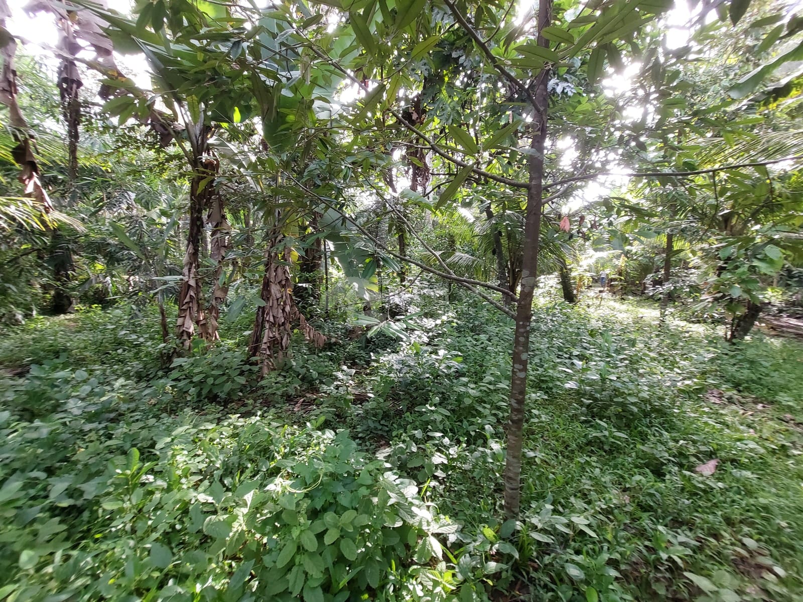 15 are Singakerta Warung Tipat - Flexible 15 Are Land for Leasehold in Singakerta — photo 5 of 5