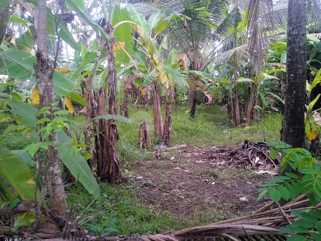 3-6 Are Tropical Land in Lodtunduh - 3-6 Are Tropical Leasehold Land in Lodtunduh – Jungle Vibes, Rice Field Views & Central Location — photo 2 of 3