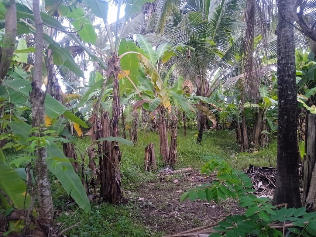 3-6 Are Tropical Land in Lodtunduh - 3-6 Are Tropical Leasehold Land in Lodtunduh – Jungle Vibes, Rice Field Views & Central Location — photo 3 of 3