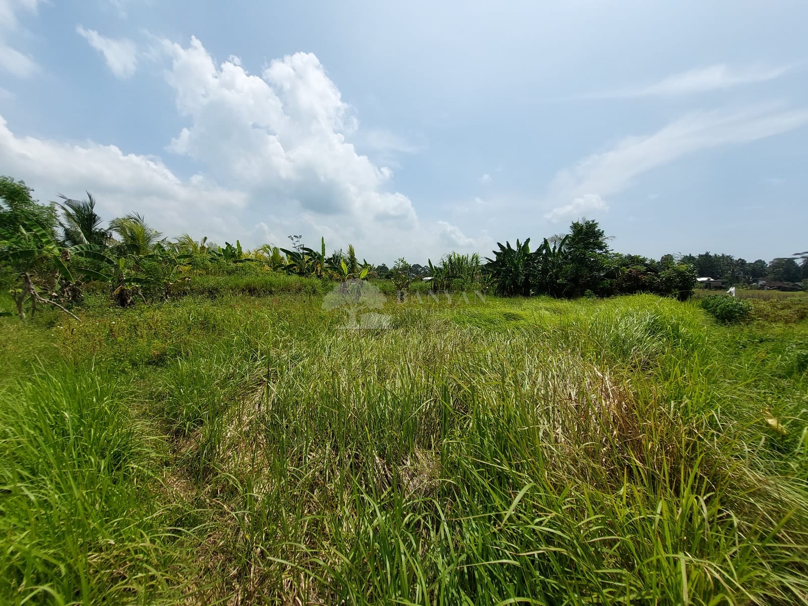 3.30 are Singakerta Cahaya/Ayu - 330m² Prime Tourism-Zoned Land in Serene Singakerta