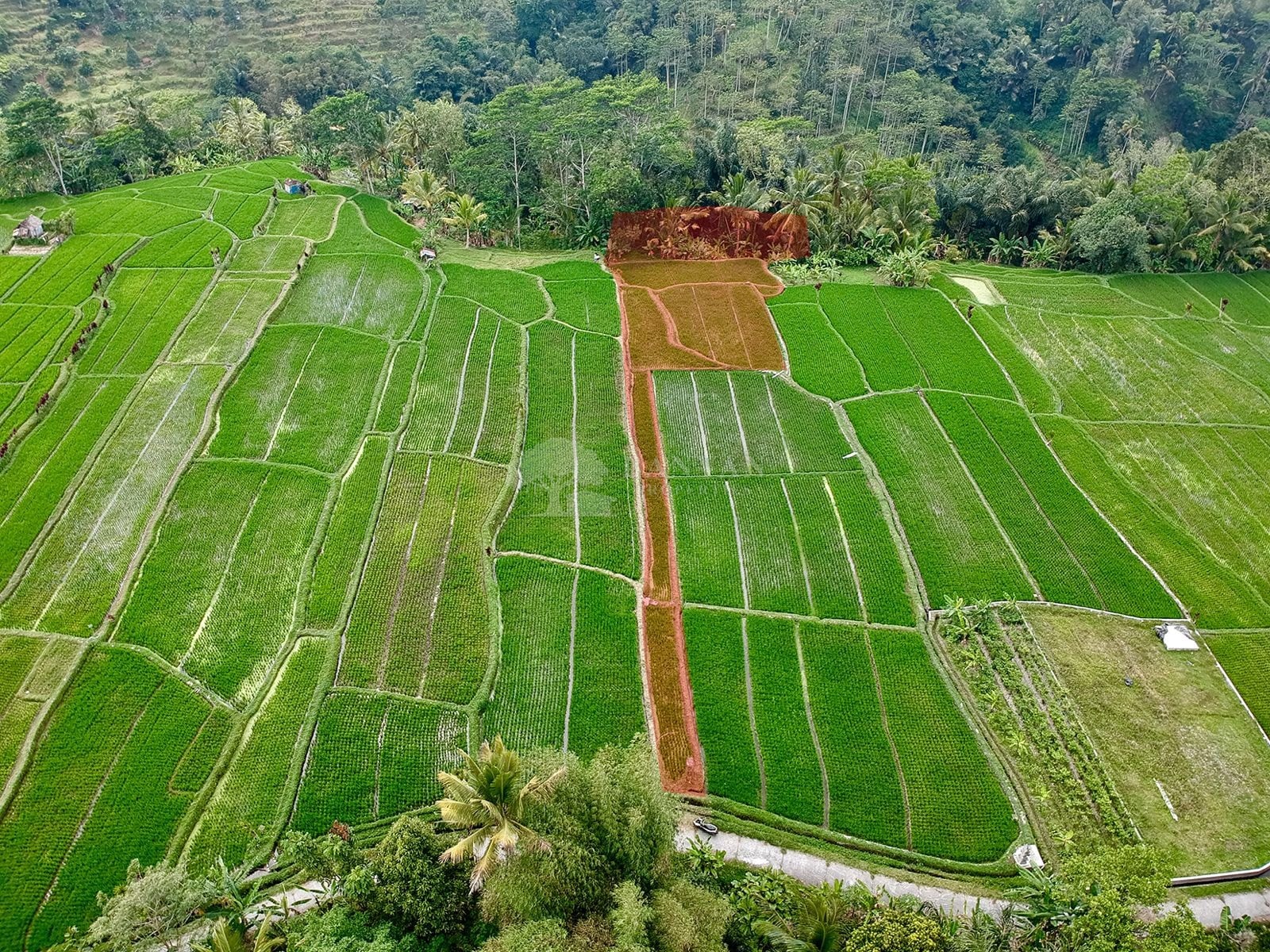 16 Are Freehold Sebatu - 16are Sebatu Freehold Land For Sale — photo 2 of 2